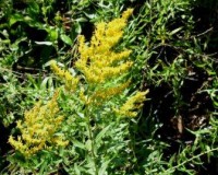 solidago odora 10-10b.jpg